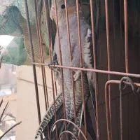 عروس هلندی نرسخنگوماده باجوجه