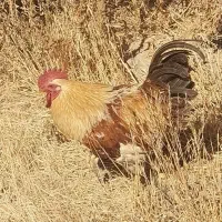 خروس بزرگ قشنگ|حیوانات مزرعه|چناران, |دیوار