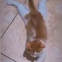 واگذاری دو عدد گوگولی نارنجی|گربه|مشهد, شهید قربانی|دیوار