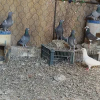 کفتر مصافتی