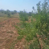 باغ بادام|فروش دفتر صنعتی، کشاورزی، تجاری|تهران, میدان ولیعصر|دیوار