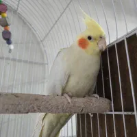 سه عدد عروس هلندی سالم و سرحال