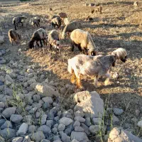 میش|حیوانات مزرعه|اردل, |دیوار
