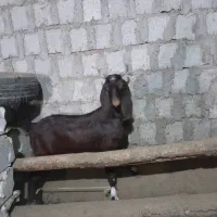 بز گوش دراز اصل