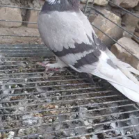 کفتر|پرنده|یزد, |دیوار