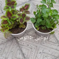 گل طبیعی|گل و گیاه طبیعی|خوی, |دیوار