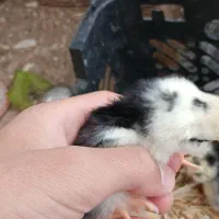 جوجه گلین یک هفته