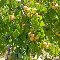باغ400متردرتیران چشمه مرغاب|فروش زمین و ملک کلنگی|اصفهان, بوستان ناژوان|دیوار