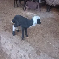 بره شیری ماک خورده