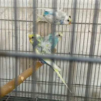 فروش وخریدارطوطی کاسکوملنگوشاه طوطی لوری عروس فنچ|پرنده|تهران, اتابک|دیوار