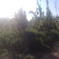 باغ فروشی|فروش دفتر صنعتی، کشاورزی، تجاری|مشهد, کارده|دیوار