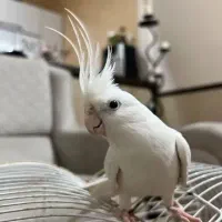 عروس هلندی البینو