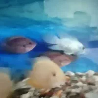 آکواریوم فقط معاوضه با  آکواریوم بزرکتر از خودش|ماهی|خرم‌آباد, |دیوار