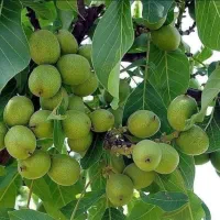 نهالستان گردو|گل و گیاه طبیعی|کبودرآهنگ, |دیوار