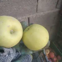 سیب درجه یک