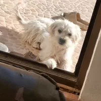 سگ شیتزو|سگ|شاهرود, |دیوار