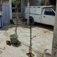 خانه-ویلایی