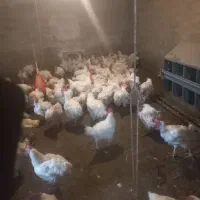 فروش خروس جوان ماشینی تازه کشتارشده|حیوانات مزرعه|قائمشهر, |دیوار