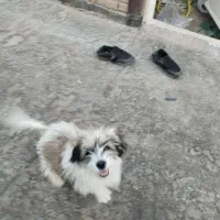 سگ شیتزو|سگ|سبزوار, هویزه|دیوار