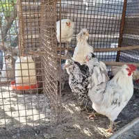 تخم نطفه دار گلین لری اصیل چهل تاج|حیوانات مزرعه|گرگان, |دیوار