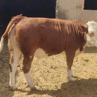 گوساله سیمینتال ماده