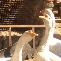 فروش قوغاز اکراینی نروماده
