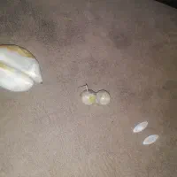 جذب رزق ومحبتاین|کلکسیون اشیاء عتیقه|بندر ماهشهر, |دیوار