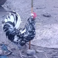 خروس و مرغ گلین اصیل