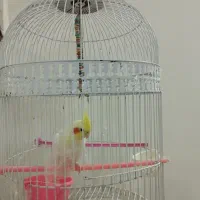 عروس هلندی|پرنده|زاهدان, |دیوار