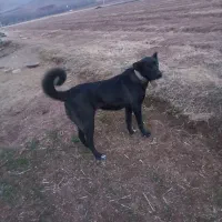 سرابی|سگ|کنگاور, |دیوار