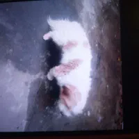 سگ گمشده|حیوانات|تنکابن, |دیوار