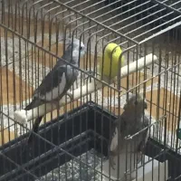 عروس هلندی نروماده دستی نیست هردو ۸۰۰