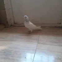 شاه کفتر غریب گیر|پرنده|ملایر, |دیوار