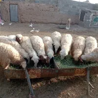 بره