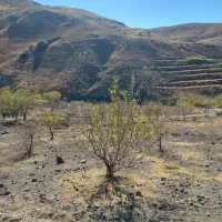 زمین کشاورزی قزوین