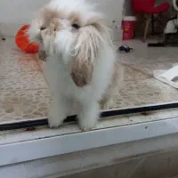 خرگوش هلندی|موش و خرگوش|رباطکریم, مسکن مهر آبشناسان|دیوار