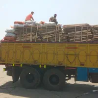 خرید و فروش چوب هیزم باغی پشت لا خاک اره|خدمات باغبانی و درختکاری|تالش, تالش|دیوار