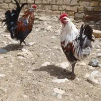 فروش خروس گولین