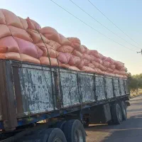 کاه|عمده‌فروشی|یزد, |دیوار