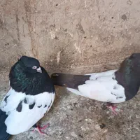 سینه سیاه.کله سیاه ماده.کله زردماده|پرنده|مشهد, طلاب|دیوار