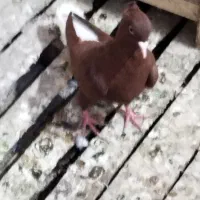 ماده سورخ دوم سفید درج یک|پرنده|سوسنگرد, |دیوار