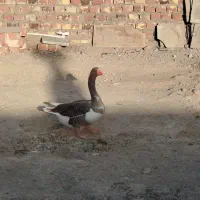 3تا بط صحیح و سالم با ضمانت تخم گذاری|حیوانات مزرعه|زابل, |دیوار