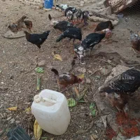 جوجه بوقلمون|حیوانات مزرعه|سبزوار, ولیعصر (نجار آباد)|دیوار