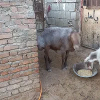 گوسفند|حیوانات مزرعه|دینور, |دیوار