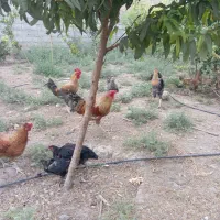 تعدادی خروس محلی جوان