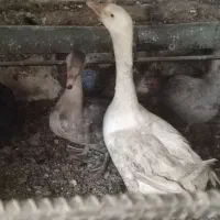 غاز 2عدد جوان