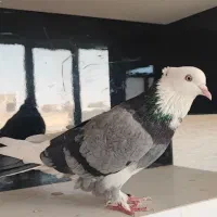 کبوتر شازده