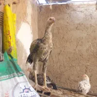 ۶ عدد جوجه خروس صابونی|حیوانات مزرعه|زابل, |دیوار