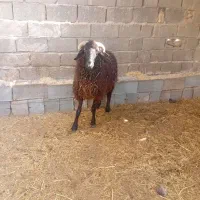 میش آبستن داشتی|حیوانات مزرعه|هندیجان, |دیوار