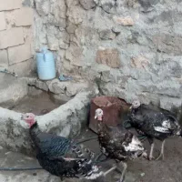 بوقلمون فروشی برای اهالی ماکو|حیوانات مزرعه|پلدشت, |دیوار